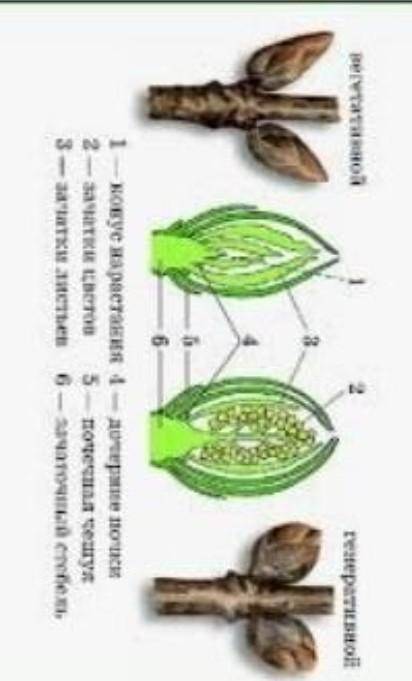 Нарисуйте в тетради вегетативную и генеративную почку