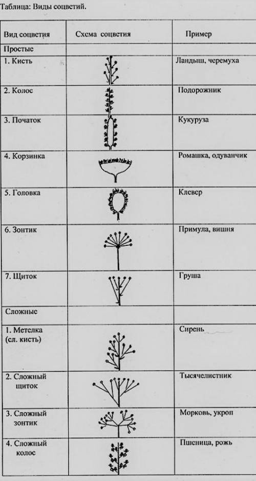 Письменно ответить на вопрос « Что такое соцветие и какую функцию выполняет?».Зарисовать виды соцвет