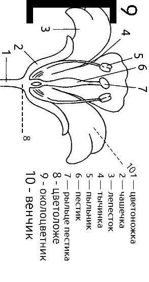 В тетради зарисовать внешнее строение листа,описать его части(цветоножка,цветоложе,чашечка,венчик,ок