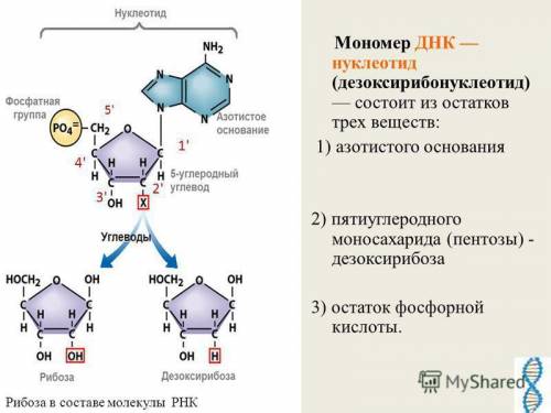 В цепочке ДНК 5300 нуклеотидов. Сколько в ней остатков фосфорной кислоты и дезоксирибозы?