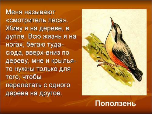 2) «Меня называют «смотритель леса». Я просыпаюсь очень рано и начинаю свистеть, как будто будить вс