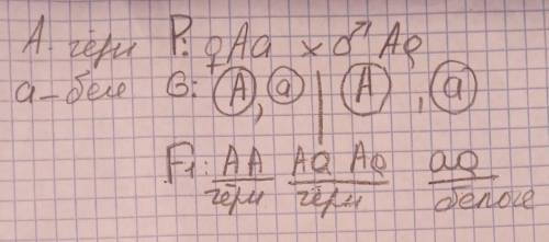 РЕБЯТ Я СОМНЕВАЮСЬ КАК РЕШАТЬ У фасоли черная окраска семенной кожуры А доминирует над белой а. Опре
