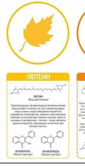 Опишите коротинойды которые дают цвет осенью в желтый и красный листьям скажите