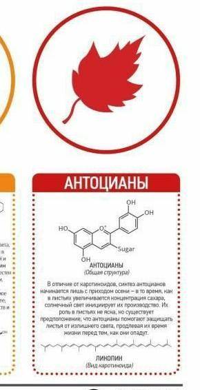 Опишите коротинойды которые дают цвет осенью в желтый и красный листьям скажите