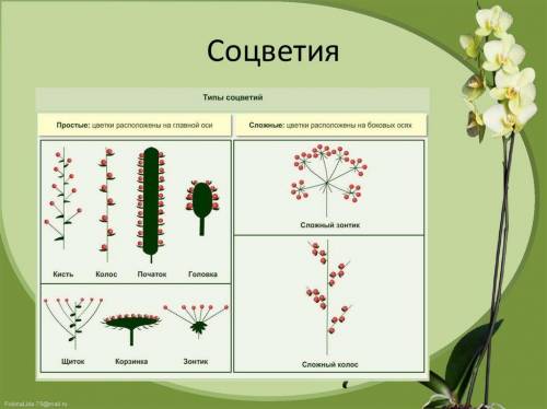 Кала какой это вид соцветия?​