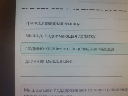 Какая из мышц выполняет важную роль в удержании равновесия головы? грудино-ключично-сосцевидная мышц