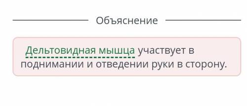 Что свидетельствует о работе дельтовидных мышц в этих упражнениях? 21дельтовидная мышца участвует в