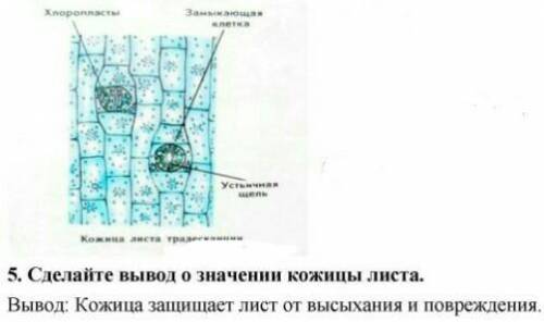 7 класс В.В. Пасечник Параграф 25, читать. Стр. 86 «Моя лаборатория». Оформить рисунки по видео , сд