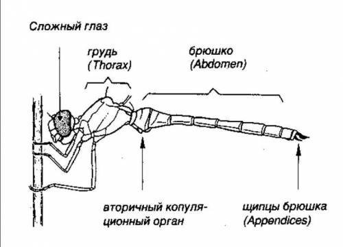 Как построена тела прямо глаза стрекоз​