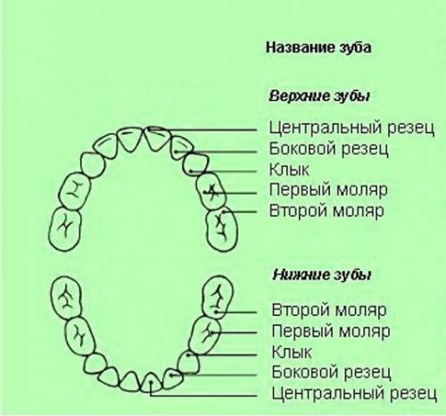 Як розрізняють зуби за формою і функціями​