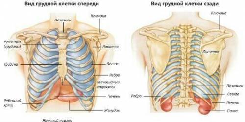 Какие органы расположены на грудном отделе?​