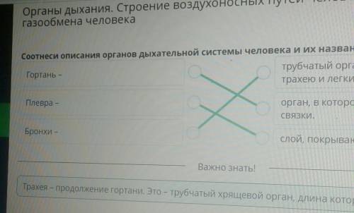 Органы дыхания. Строение воздухоносных путей человека, органы газообмена человека Соотнеси описания