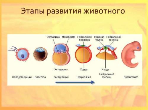 Развитие животных после рождения кратко