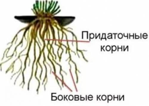 Под чехликом находится участок (зона) ... 1) проведения 2) всасывания 3) деления 4) растяжения6. Есл