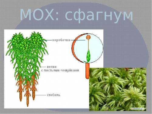 Как выглядит лист сфагнума