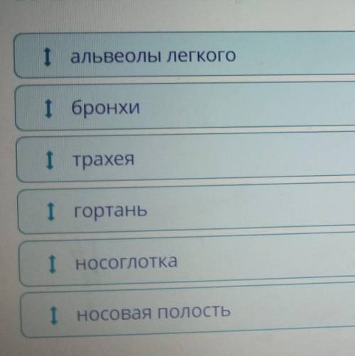 Определи последовательность пути, по которому воздух проходит при выдохе.​