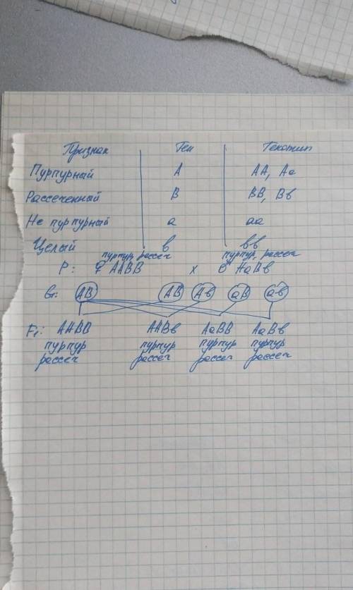 У томатів пурпурний колір стебла та розсічена форма листка - домінантні ознаки. Батьки мали пурпурне