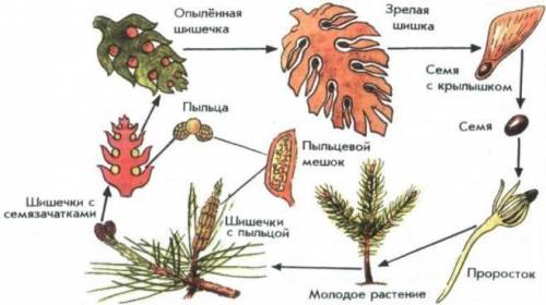 Где происходит формирование Голосеменных? ОЧНЬ НААДО ​