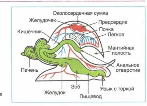 Рассмотри рисунок. Отметь название органов, указанных цифрами, и отметь, к какой системе органов они