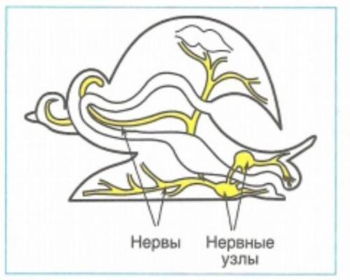 Рассмотри рисунок. Отметь название органов, указанных цифрами, и отметь, к какой системе органов они