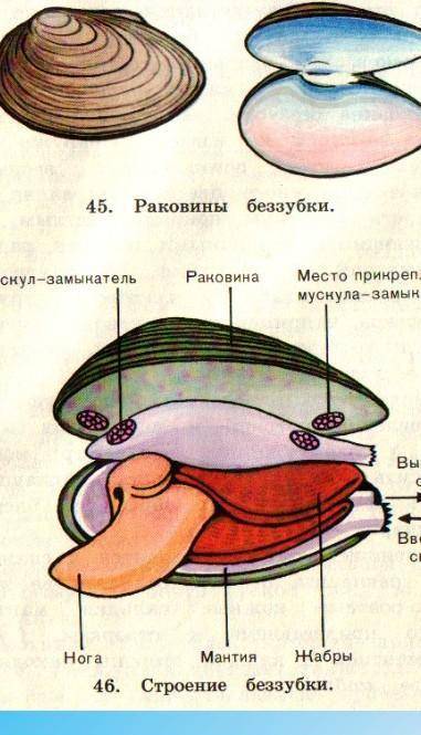 Сколько сифонов у двустворчатых используются для фильтрации воды