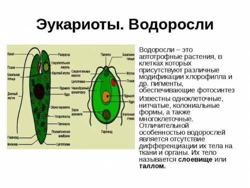 В̠о̠д̠о̠р̠о̠с̠л̠и̠ э̠у̠к̠а̠р̠и̠о̠т̠ы̠ и̠ и̠х̠ с̠т̠р̠о̠е̠н̠и̠е̠​