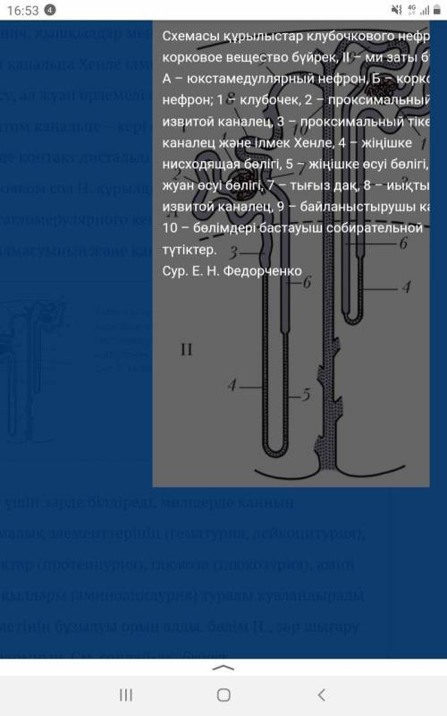 Нефрон құрылысы. беремін. ​