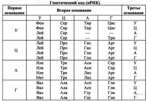 кодовый триплет (антикодон) тРНК содержит следующую нуклеотидную последовательность: ЦУГ. Запишите к