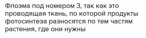 Задание 1.4 На рисунке изображены структуры участвующие в транспорте веществ в растениях. Определите