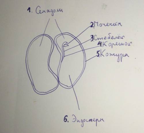 Зарисуйте семена и подпишите название его частей​