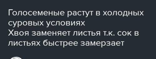 Формирование такого при хвои голосеменных определили условия произрастания хвойных растений: