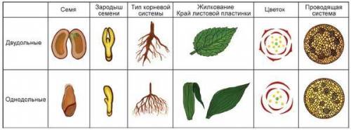 Выписать особенности класса двудольные или однодольные​