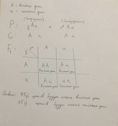 Решите задачу: У собак висячие уши доминируют над стоячими. Какие щенки получатся от скрещивания гет