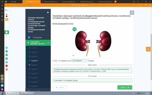 Строение и функции органов мочевыделительной системы(почки, мочеточник, мочевойпузырь, мочеиспускате