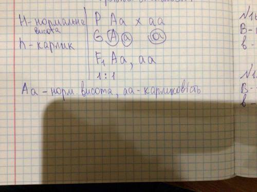 У томата ген, що зумовлює нормальну висоту стебла, домінує над геном карликовості. Визначте генотип