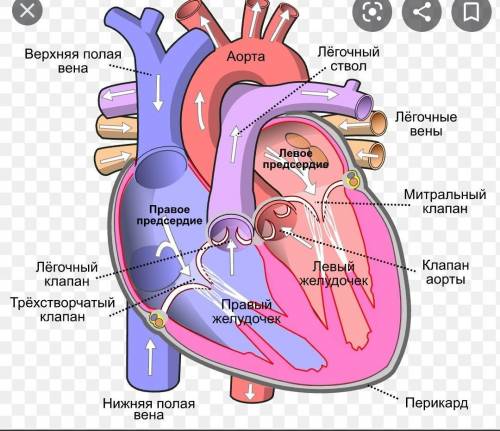 Будова сердце человека фото​