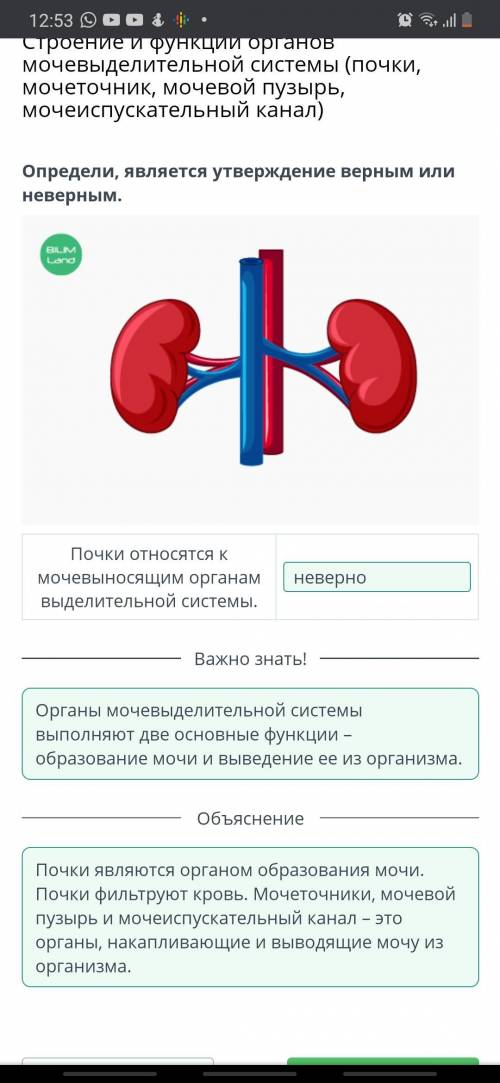 Определи является утверждение верны или неверны почки относятся к мочи выносящий органам выделительн