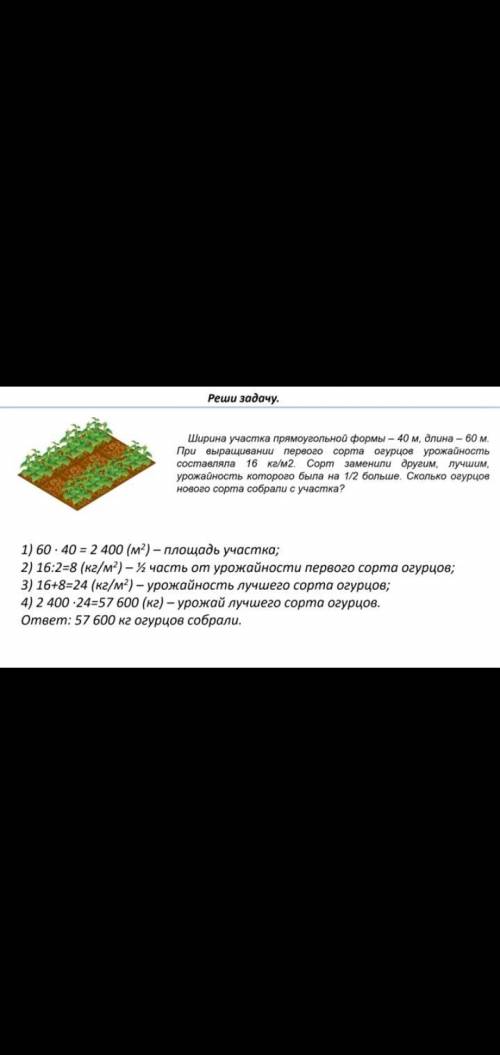 Ширина участка прямоугольной формы — 40 м, длина — 60 м.При выращивании одного сортаогурцов урожайно