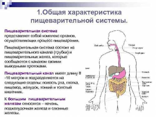 В тетрадях сделать краткие записи основных характеристик органов пищеварения.​