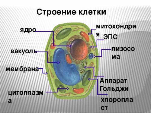 Рассмотри строение растительной клетки, запомни. Зарисуй клетку в тетрадь.