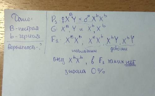 У кур пестрая окраска оперения определяется сцеплением с Х-хромосомой геном В, черное - b. Черного п