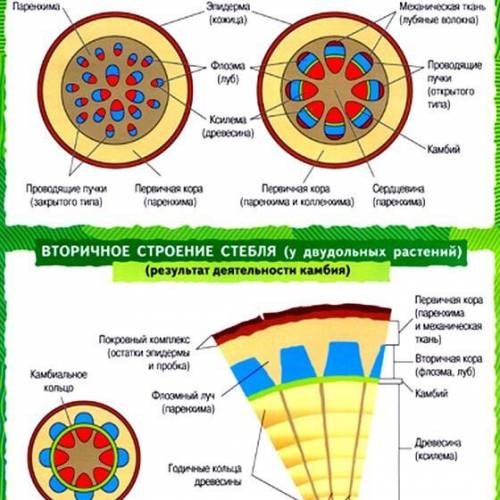 зарисовать строение стебля одножильного растения, двудольного травянистого растения и двудольного др