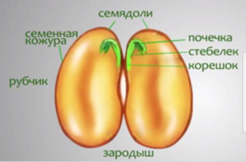 Семя фасоли (двудольное растение)ШИВШИСемя шиеналы (однодольное растение)Подпишите