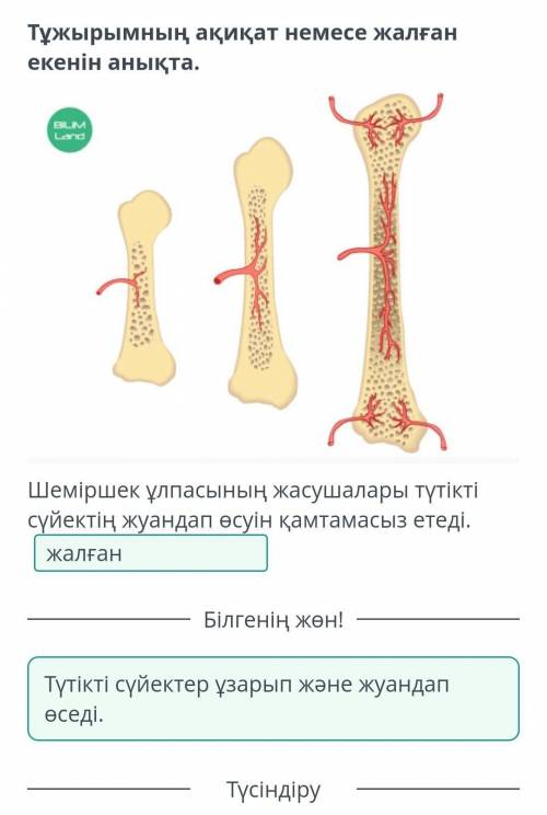 Сүйектің макро және микроскопиялық құрылысы. Сүйектің химиялық құрамы. «Сүйектің макро және микроско