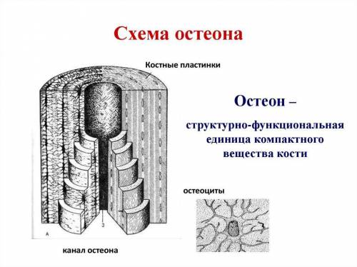 1. Докажите, что клетки костей дышат. Какие структуры позволяют это осуществлять? 2. Нарисуйте схему