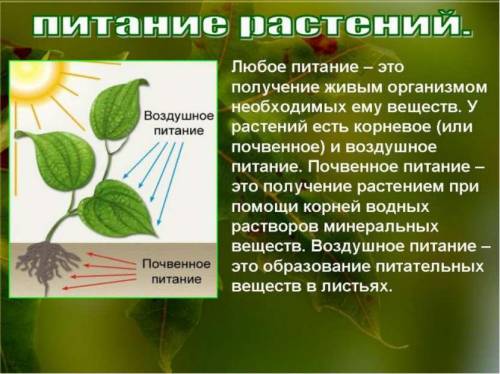 Рассмотри рис. 21. Сделай вывод о питании растений. Заполни схему Питание растений. Дополни схему