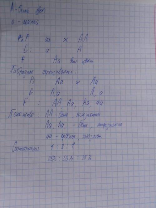 Гомозиготные растения с красными цветками скрестили с гомозиготными расстениями с белыми цветками. И
