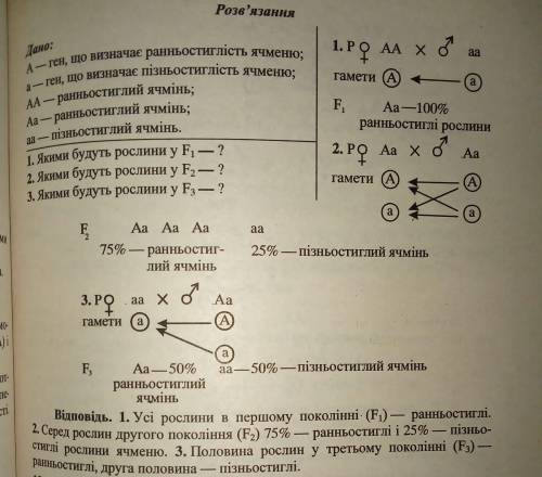 Задача 1. Ген ранньостиглості ячменю домінує над пізньостиглістю. 1. Якими будуть рослини в F1, одер