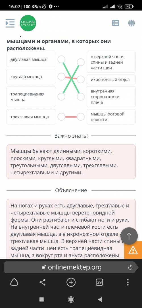 Определи, какие утверждения о видах мышечной ткани являются верными, а какие – неверными. Сердечная