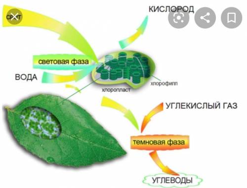 фотостнтез, хролофилл және хлоропласт дегеніміз не? 2. Фотоминед формуласын жазыңыз 3.Табиғатта және